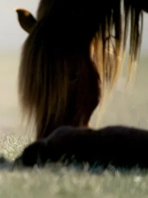 Mongolie, l'homme qui aimait les chevaux