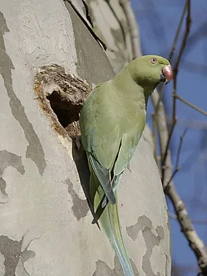 Ces animaux venus d'ailleurs