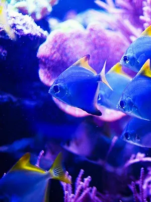 A l'écoute de la nature