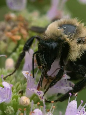 Insectes, la sixième extinction massive ?