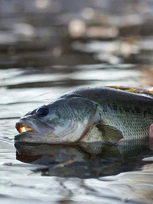 Label Pêche dans le Finistère