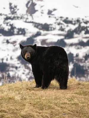 Québec à vol d'oiseau