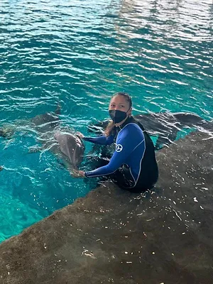 Requins vs Dauphins