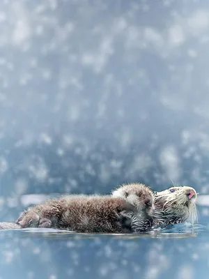 Caméras-espions au pays du froid