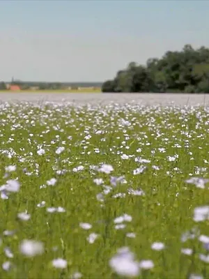 Le lin, ce trésor français