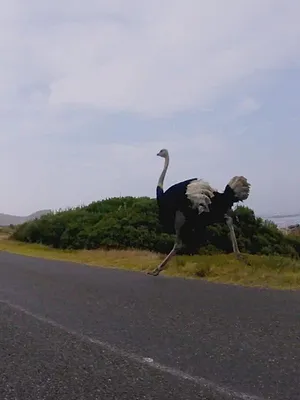 Close Encounters of the Wild Kind
