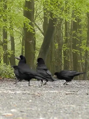 Les gangsters du règne animal !