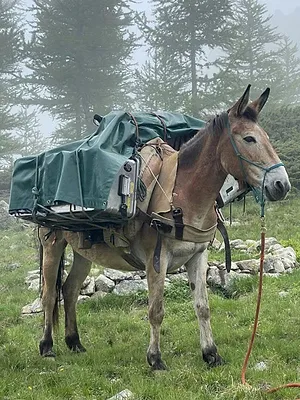 Le mulet en montagne, une alternative