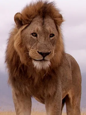 Les survivants ultimes de la nature