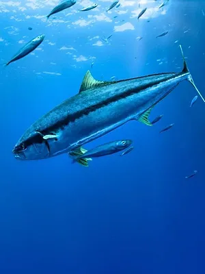 Fish Forever
