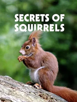 Ecureuils, les acrobates de la forêt