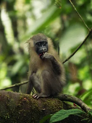 Afrique, les trésors cachés de la nature