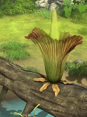 Le livre de la jungle S3 E11