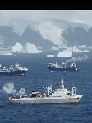 Kill Krill - Des baleines privées de nourriture