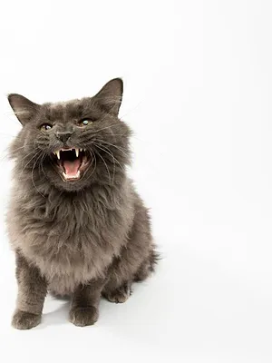 Hell's Cats
