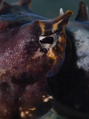 Los cuatro reyes, el santuario del mar de Halmahera