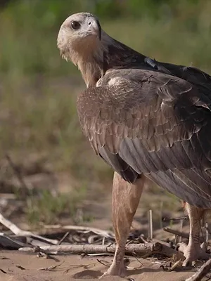 Champion de la survie