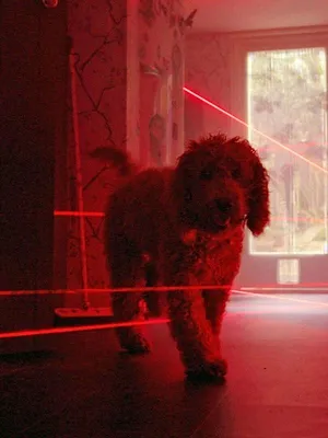 Waffle, le chien waouh S1 E14