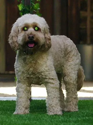 Dog House : un chien pour la vie