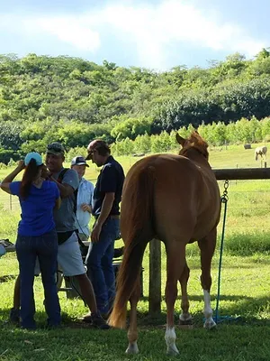 Les aventures du Dr Buckeye Bottoms