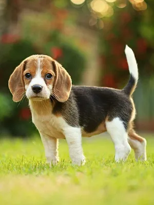 Une famille pour la vie