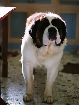 Beethoven, chasseur de trésor