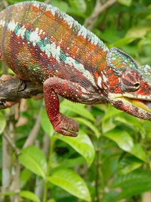 Les Zarbis à Madagascar