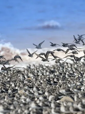 Canada : Les terres sauvages