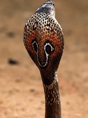 Traqueur de serpents