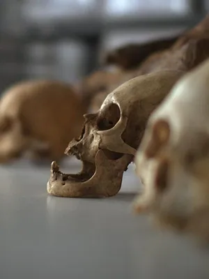 Incas: The Rise and Fall