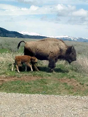 Bisons, les doux géants du Montana