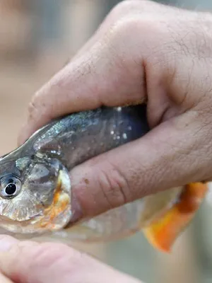 Retour à l'instinct primaire