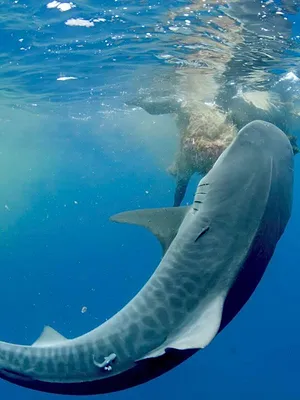 Shark battleground