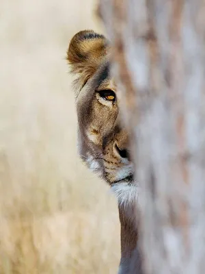 Botswana : Vivre avec les lions