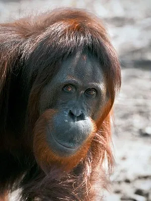 Bornéo, l'école des orangs-outans
