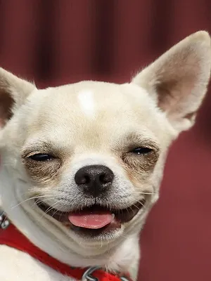 Le grand bêtisier des animaux