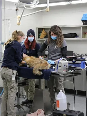 Vétérinaires de l'Arctique