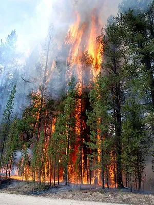 Yellowstone Park