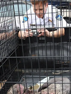 Animal Cops Miami