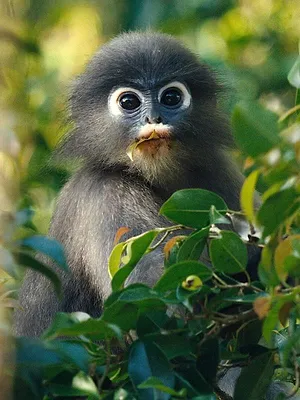 Kui Buri, un écrin sauvage en Thaïlande