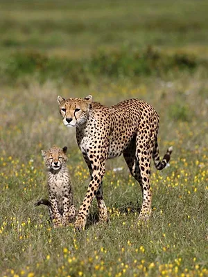 Guéparde, une mère déterminée