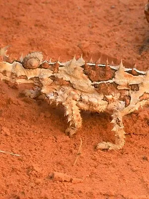 L'imagier animé de Koumi S1 E21