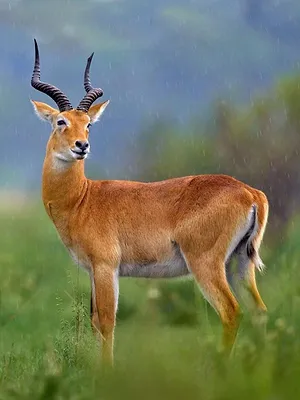 Québec à vol d'oiseau