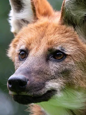 La grande famille des chiens *2022