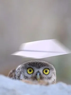 Silly Animals
