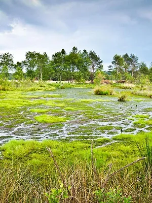Die Macht der Moore - Wie sie unser Klima beeinflussen