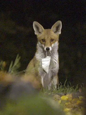 Humains confinés, animaux libérés