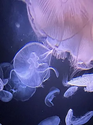 Méduses : Les souveraines des océans