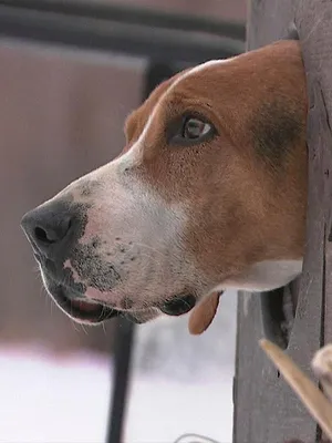 Seuls face à l'Alaska