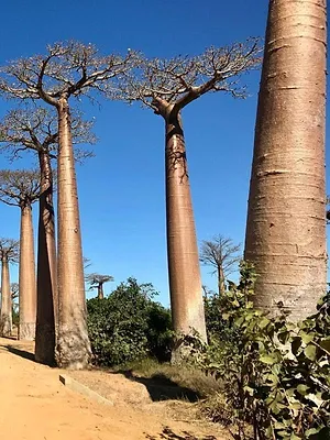 Madagascar, l'île rouge